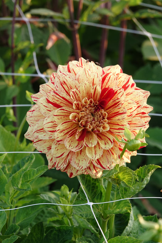 Dahlia Gloriosa