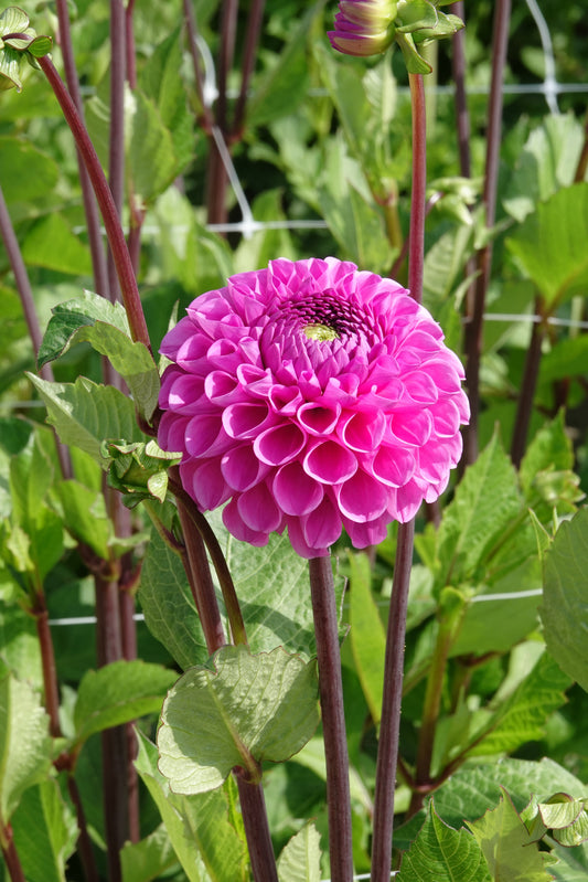Dahlia Happy Hour