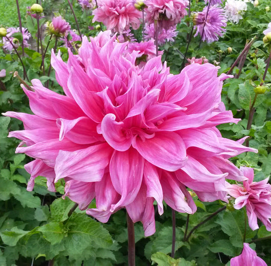 Dahlia Maki