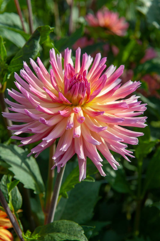 Dahlia Melody Gipsy