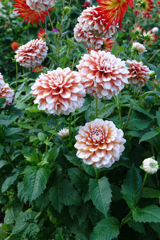 Dahlia Peaches and Cream