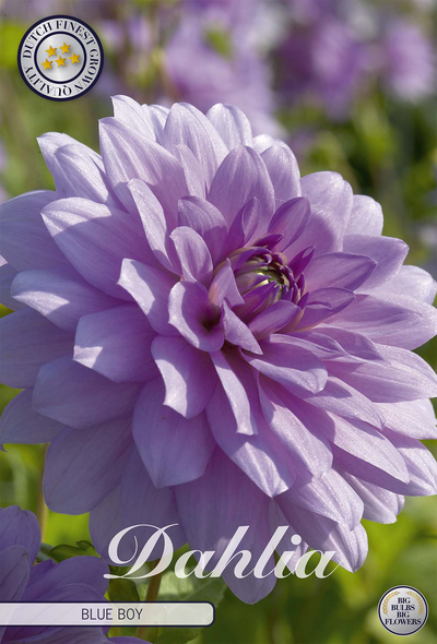 Dahlia Blue Boy