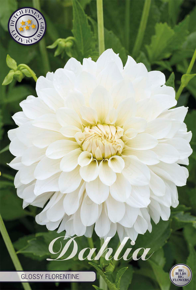 Dahlia Glossy Florentine