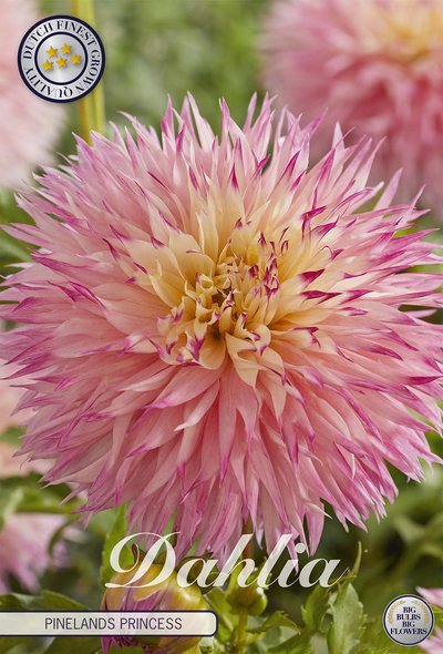 Dahlia Pinelands Princess