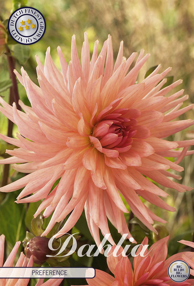 Dahlia Preference