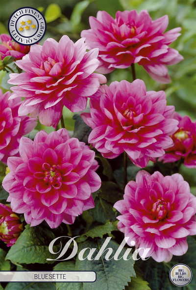 Dahlia Bluesette