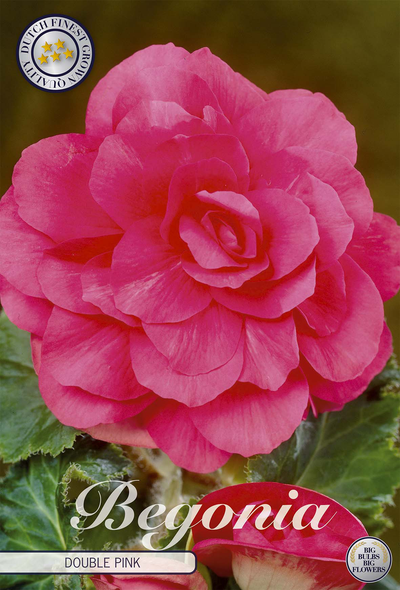 Begonia Pink