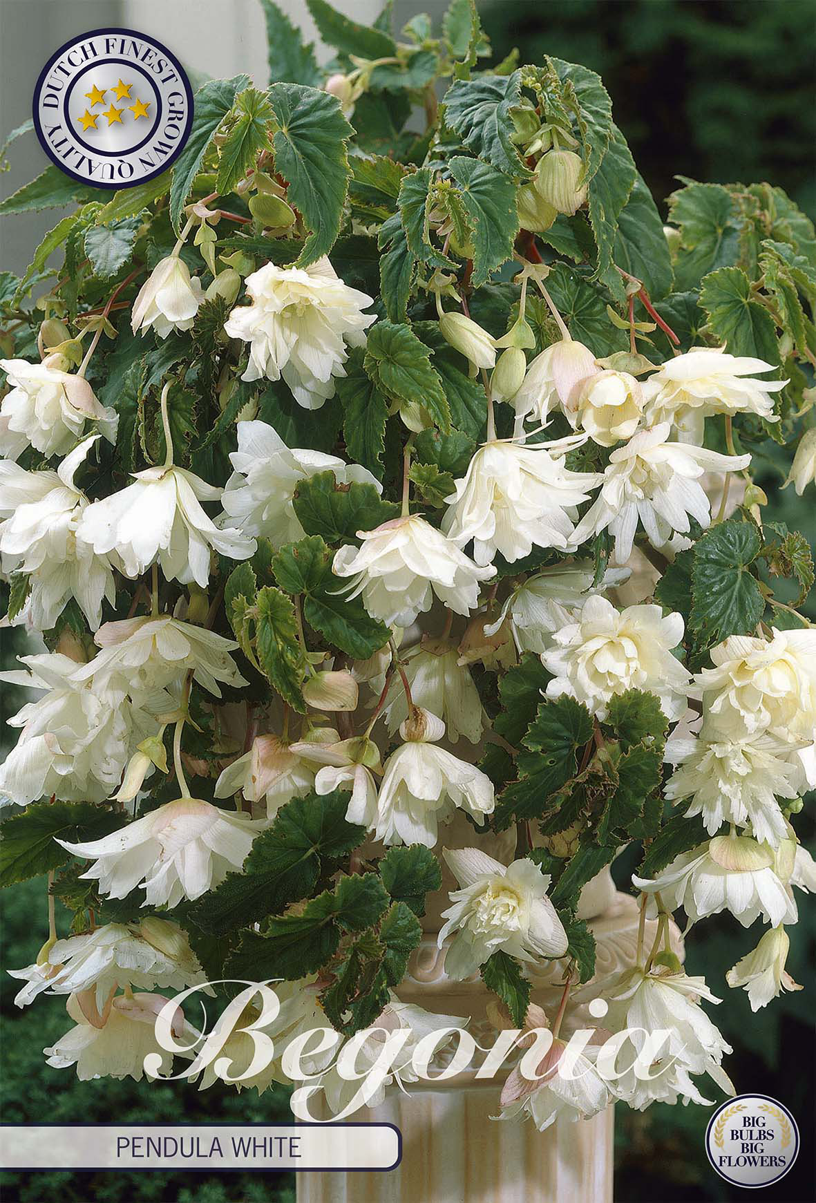 Begonia bulbs