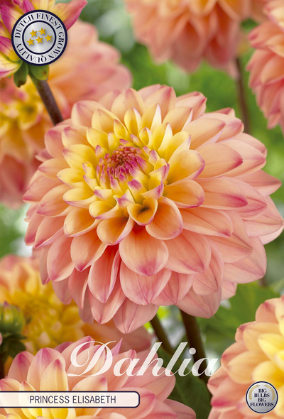 Dahlia Princesse Elisabeth