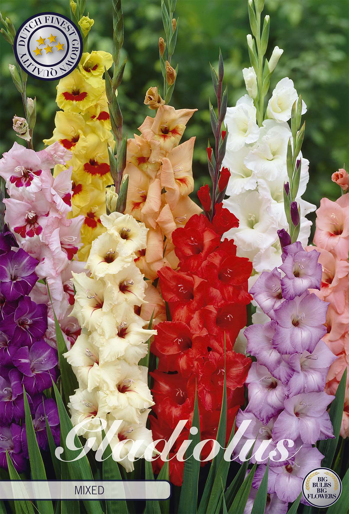 Gladiolus corms