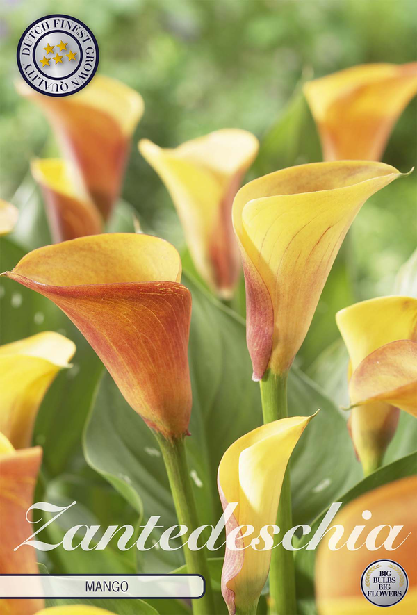 Calla Mango