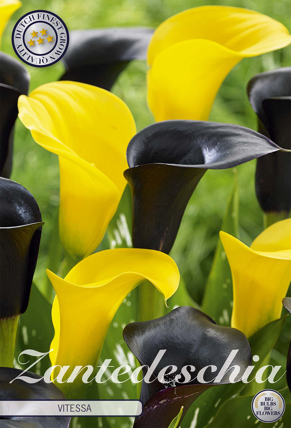 Zantedeschia bulbs