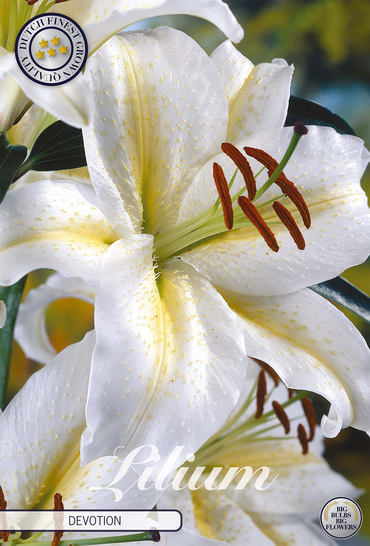 white lily flower bulbs Devotion' Lilium Bulbs – White–Yellow (2 Bulbs) – BLOM