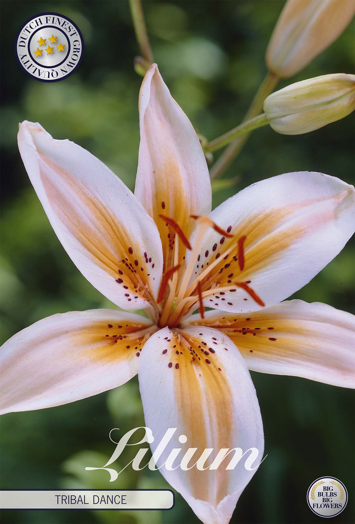 asiatic lily tribal dance Tribal Dance' Lilium Bulbs – Red–Yellow–Peach–Pink–Multicolor (2 Bulbs) –  BLOM