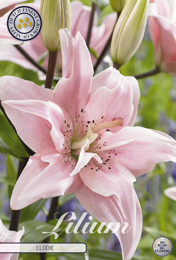 Lilium Elodie