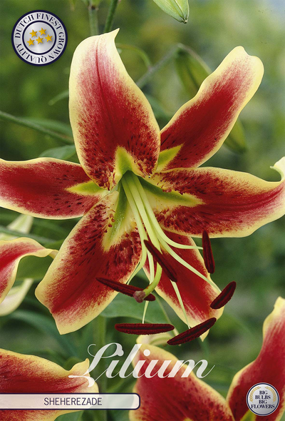 Lilium Sheherazade