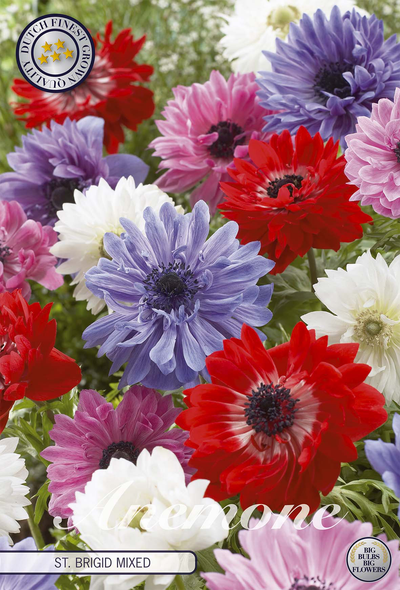 Anemone Coronaria St. Brigid