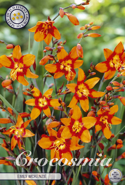 Crocosmia Emily McKenzie