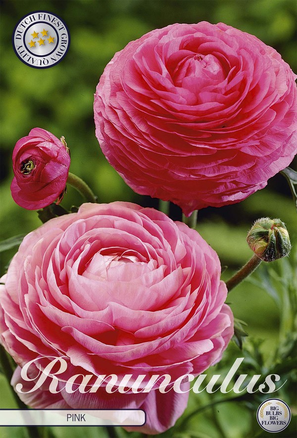 Ranunculus Pink