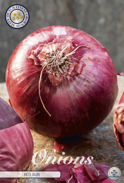 Onion Red Sun