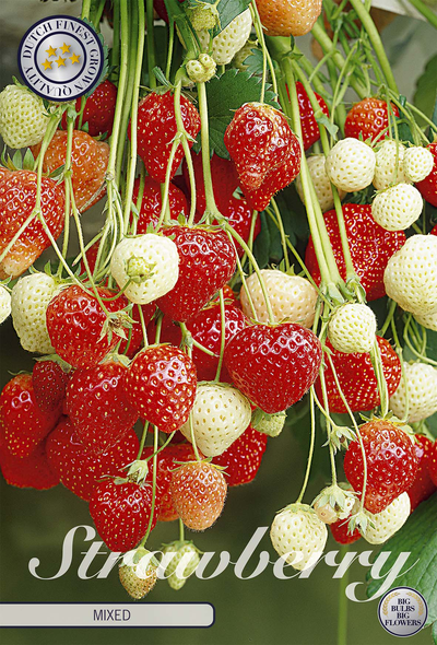 Strawberry Mixed
