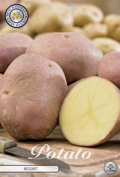 Potato Mozart