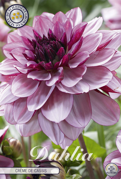 Dahlia Crème de Cassis