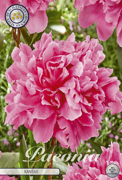 Paeonia Kansas
