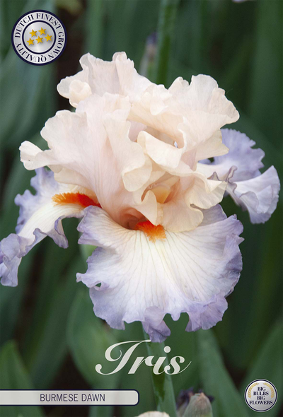 Iris Germanica Burmese Dawn