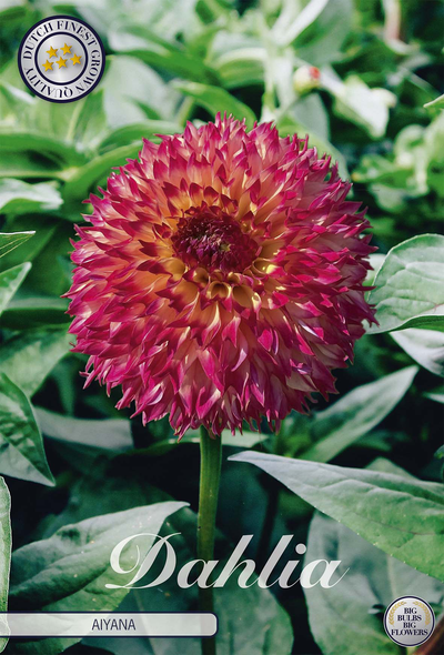 Dahlia Aiyana