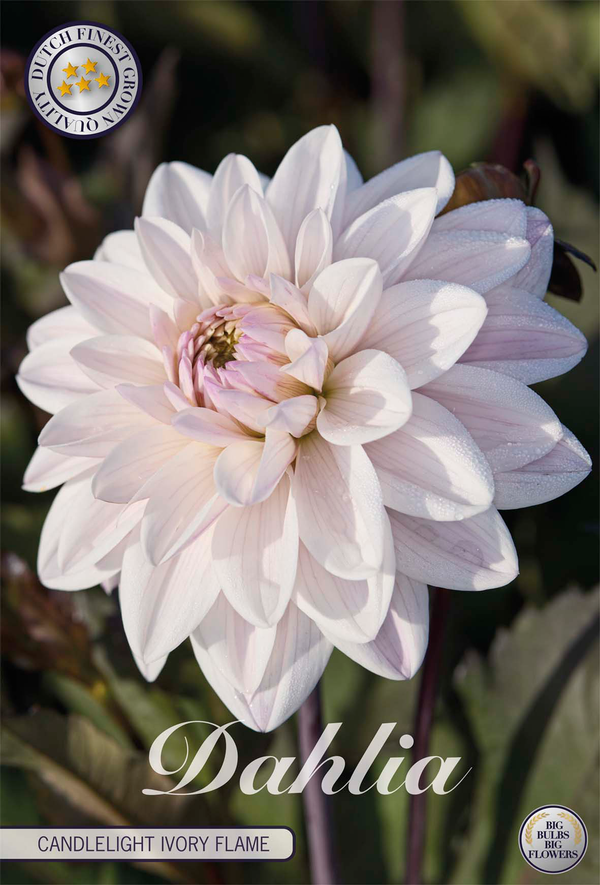 Dahlia Candlelight Ivory Flame