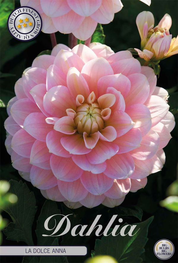 Dahlia La Dolce Anna