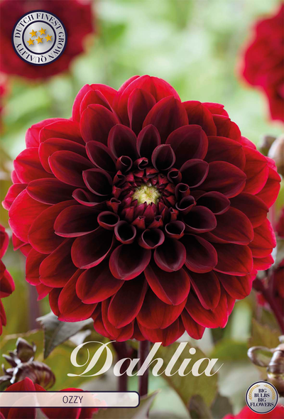 Dahlia Ozzy