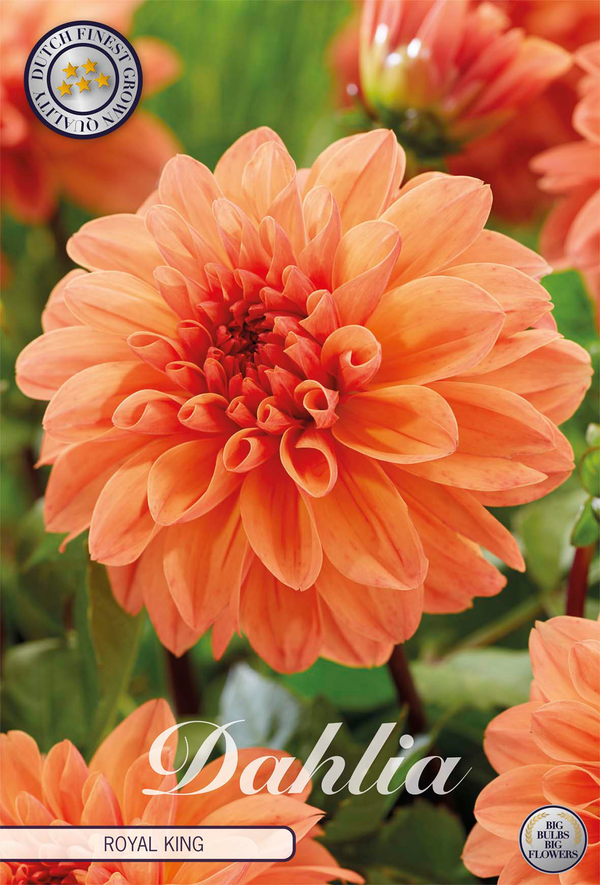 Dahlia Royal King