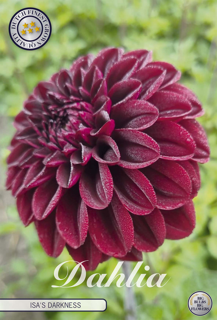 Dahlia Isas Darkness