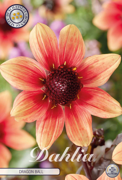 Dahlia Dragon Ball