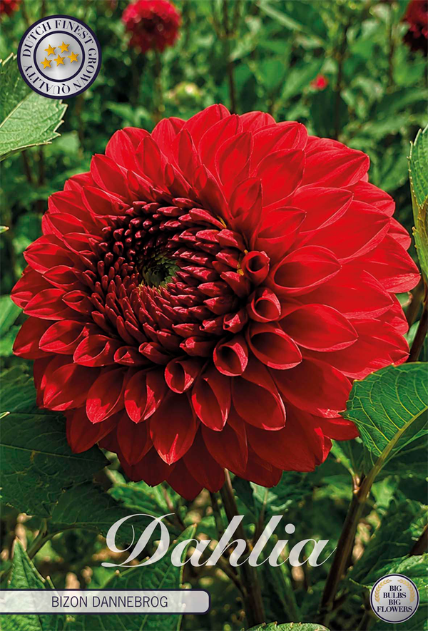 Dahlia Bizon Dannebrog