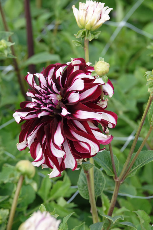 Dahlia Tartan