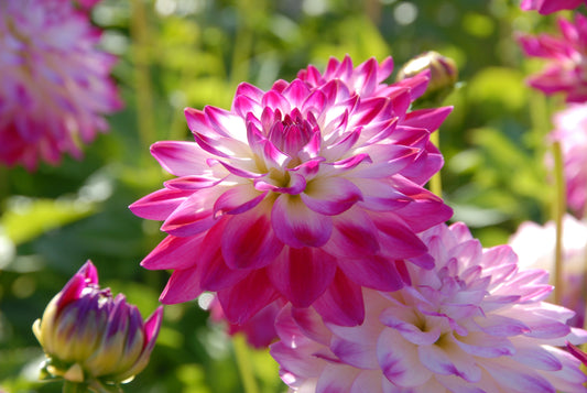 Dahlia Uncle Hankey