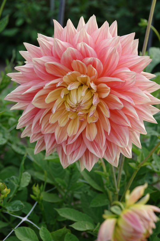 Dahlia Wandas Aurora