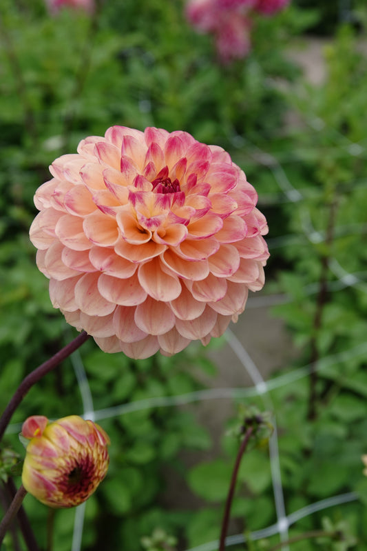Dahlia Yellow Jill