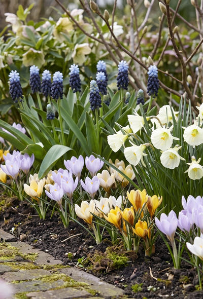 Natuurlijke tuin — Vroege Lente
