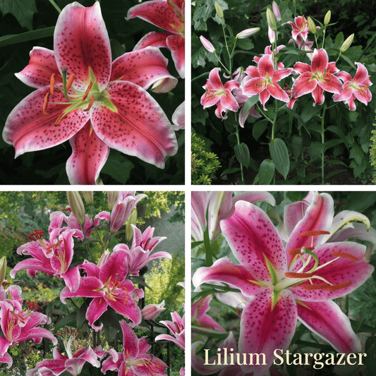 Lily Summer Garden Collection