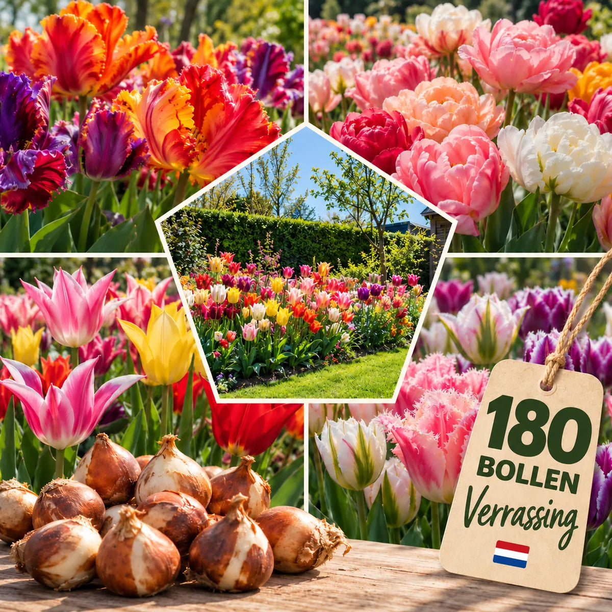 Tulpen Mysterybox — 180 bollen verrassingsmix