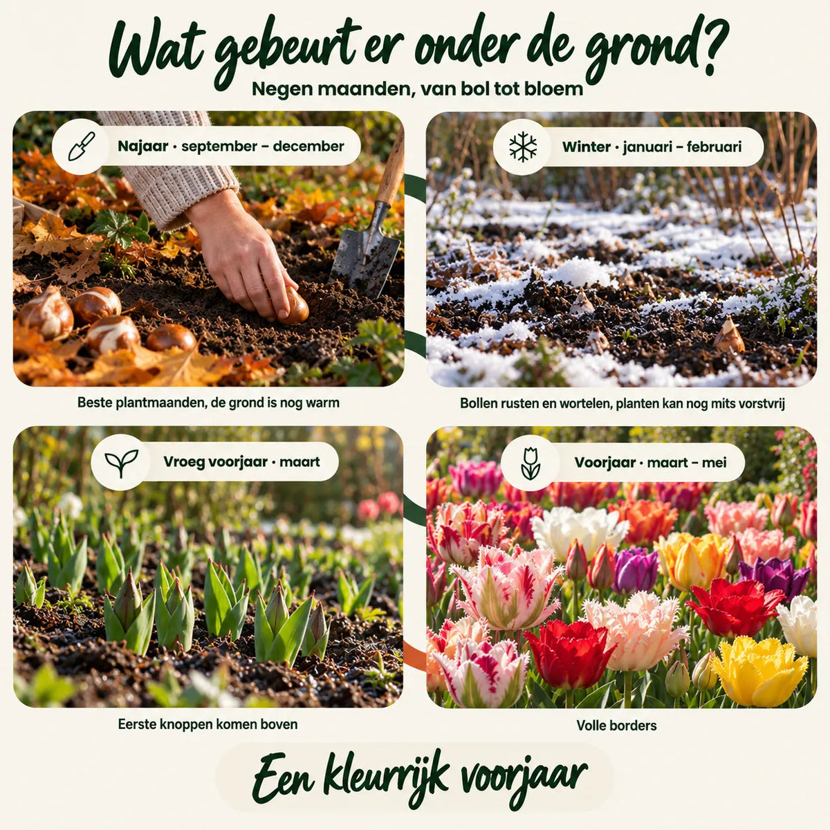 Tulpen Mysterybox — wat gebeurt er onder de grond, van bol tot bloem