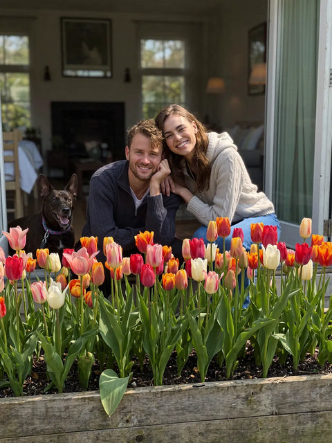 Stel bij een plantenbak vol gemengde tulpen