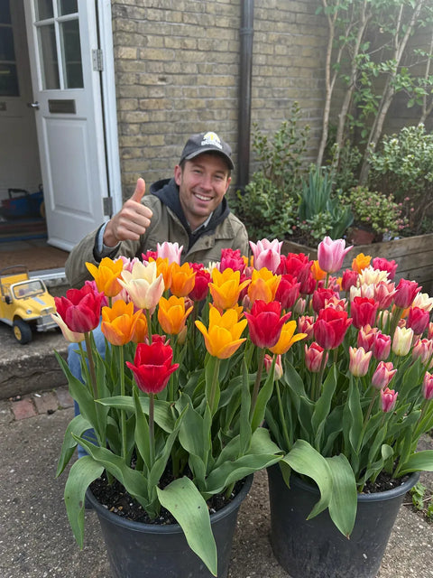 Man bij twee grote potten met gemengde tulpen