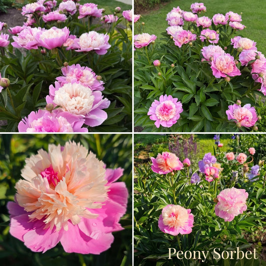 Peony Summer Garden Collection