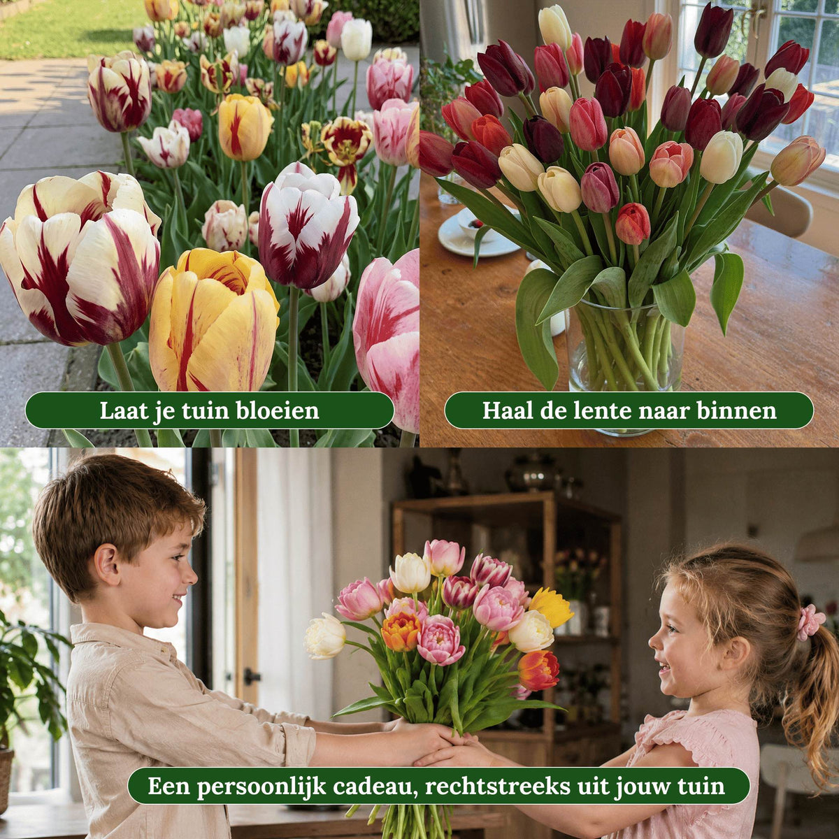 Tulpenmix 3 maanden bloei - Frame 2