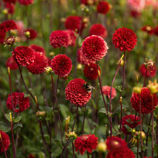 Collection Velvet Hearts